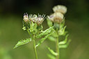 BUITEN BEELD Foto: 301180