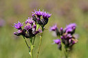 BUITEN BEELD Foto: 301195