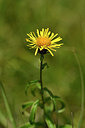 BUITEN BEELD Foto: 301198