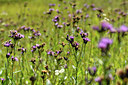 BUITEN BEELD Foto: 301204