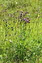 BUITEN BEELD Foto: 301206