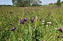 BUITEN BEELD Foto: 301222