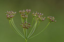 BUITEN BEELD Foto: 301233