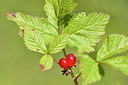 BUITEN BEELD Foto: 301252
