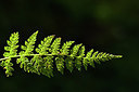 BUITEN BEELD Foto: 301280