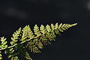 BUITEN BEELD Foto: 301281