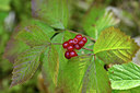 BUITEN BEELD Foto: 301293