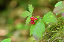 BUITEN BEELD Foto: 301295