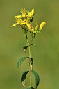 BUITEN BEELD Foto: 301334