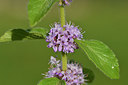 BUITEN BEELD Foto: 301344