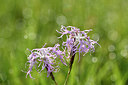 BUITEN BEELD Foto: 301347