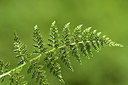 BUITEN BEELD Foto: 301365