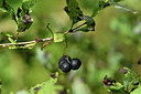 BUITEN BEELD Foto: 301369
