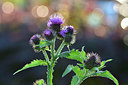 BUITEN BEELD Foto: 301387