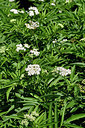BUITEN BEELD Foto: 301425