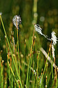 BUITEN BEELD Foto: 301447