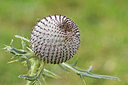 BUITEN BEELD Foto: 301469
