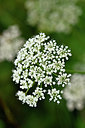 BUITEN BEELD Foto: 301486