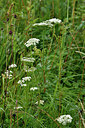 BUITEN BEELD Foto: 301489