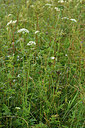 BUITEN BEELD Foto: 301491