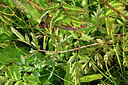 BUITEN BEELD Foto: 301496