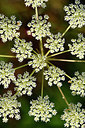 BUITEN BEELD Foto: 301498