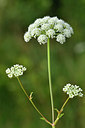 BUITEN BEELD Foto: 301510