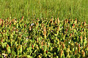 BUITEN BEELD Foto: 301528