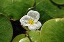 BUITEN BEELD Foto: 301688