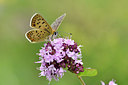 BUITEN BEELD Foto: 301708
