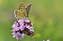 BUITEN BEELD Foto: 301709