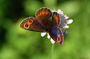 BUITEN BEELD Foto: 301735