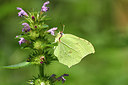 BUITEN BEELD Foto: 301736
