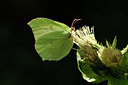 BUITEN BEELD Foto: 301739