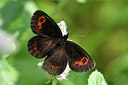 BUITEN BEELD Foto: 301747