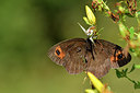 BUITEN BEELD Foto: 301748