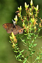 BUITEN BEELD Foto: 301749