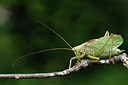 BUITEN BEELD Foto: 301762