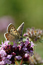 BUITEN BEELD Foto: 301798