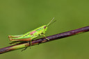 BUITEN BEELD Foto: 301819