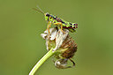 BUITEN BEELD Foto: 301832
