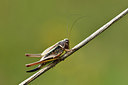 BUITEN BEELD Foto: 301836