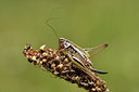 BUITEN BEELD Foto: 301837