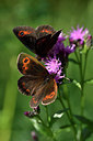 BUITEN BEELD Foto: 301862