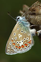 BUITEN BEELD Foto: 301907