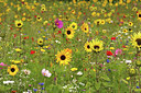BUITEN BEELD Foto: 301919