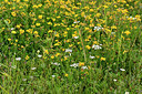 BUITEN BEELD Foto: 301936
