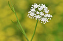 BUITEN BEELD Foto: 301938