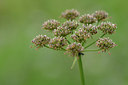 BUITEN BEELD Foto: 301975