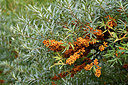 BUITEN BEELD Foto: 302022